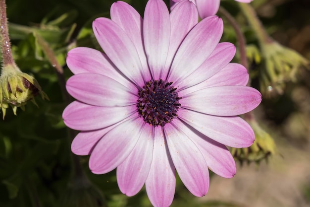 Flor violeta de Dimorphotheca ecklonis