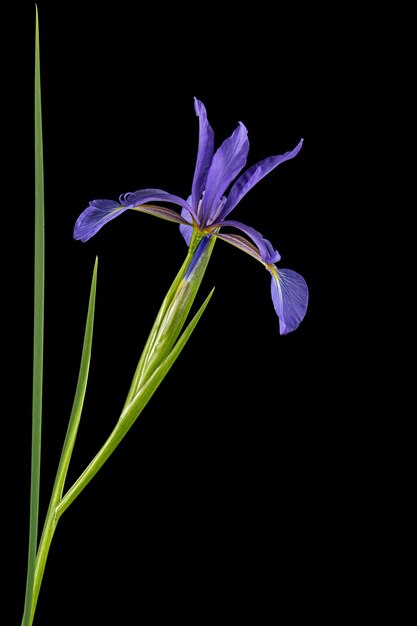 Flor violeta de marsh iris lat Iris pseudacorus isolada em fundo preto