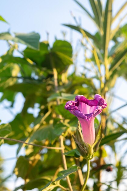 Flor violeta de uma Ipomoea