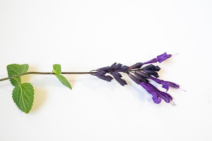 Foto flor violeta de uma salvia guaranítica