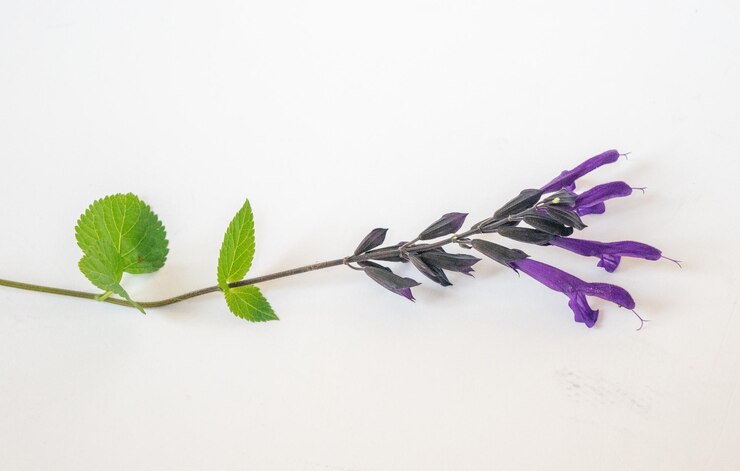 Foto flor violeta de uma salvia guaranítica