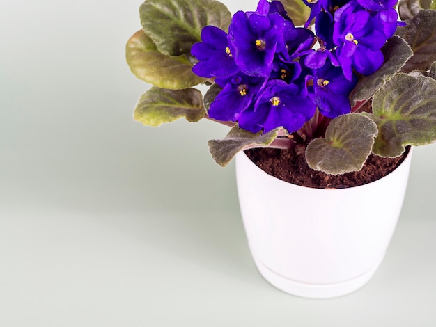 Flor violeta em vaso sobre fundo verde com espaço para texto Conceito de cuidados com as plantas Hobby