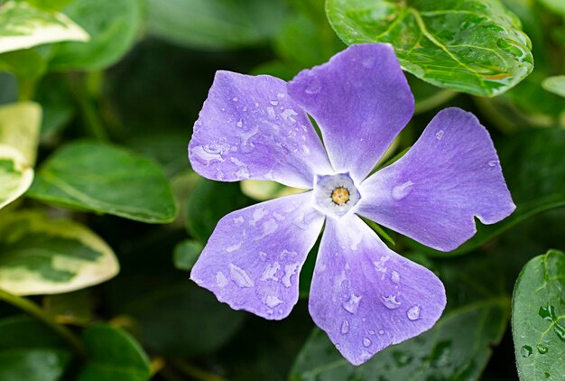 flor violeta flor primavera naturaleza fondos