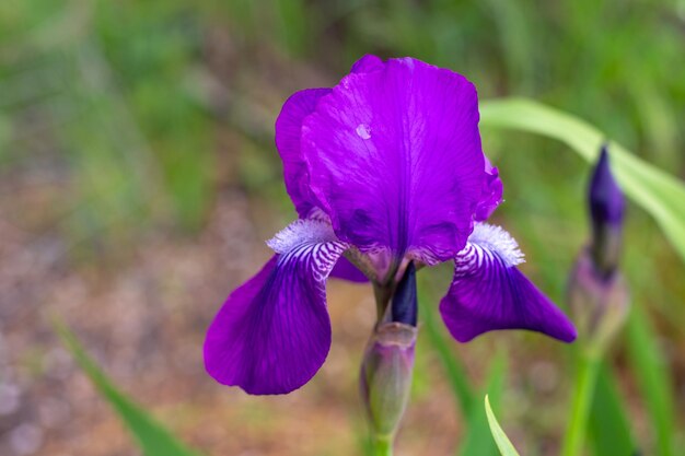 Flor violeta floreciente iris germánico primer plano en el jardín Floración primaveral