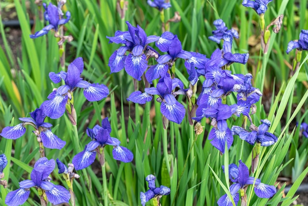 la flor violeta Iris spuria