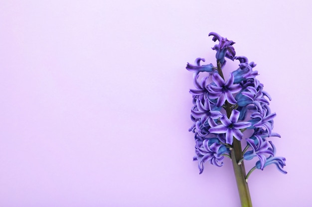 Flor violeta del jacinto en un fondo púrpura.