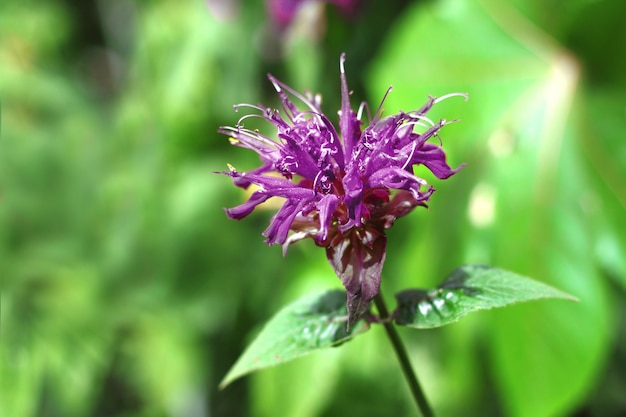 Foto flor violeta monarda