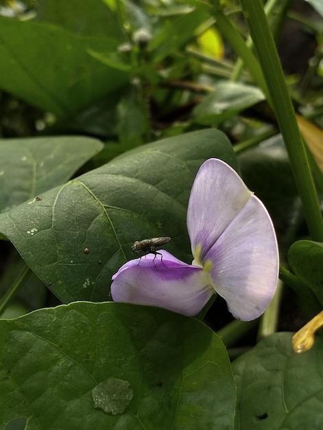 Una flor violeta con una mosca encima.