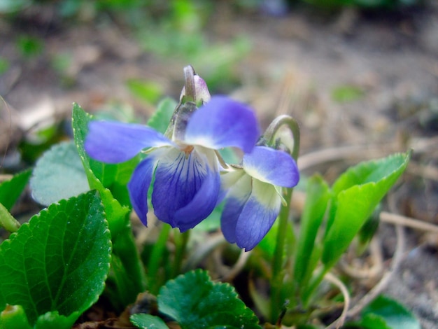 Flor violeta na folhagem verde photo