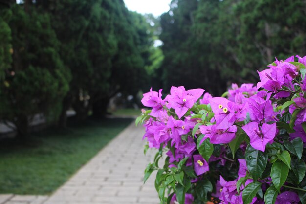 Flor violeta no jardim