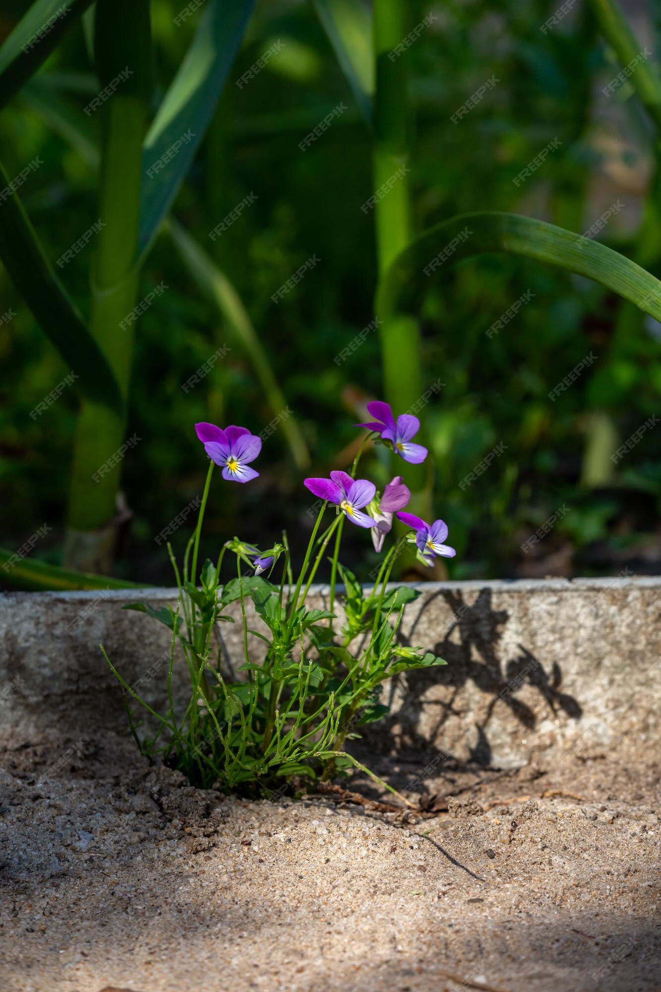 Flor violeta pensamiento flores en un día de verano | Foto Premium