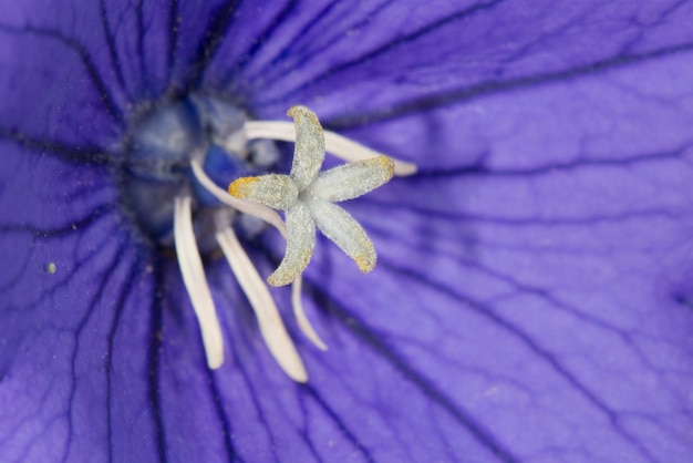 Flor violeta pistilo blanco