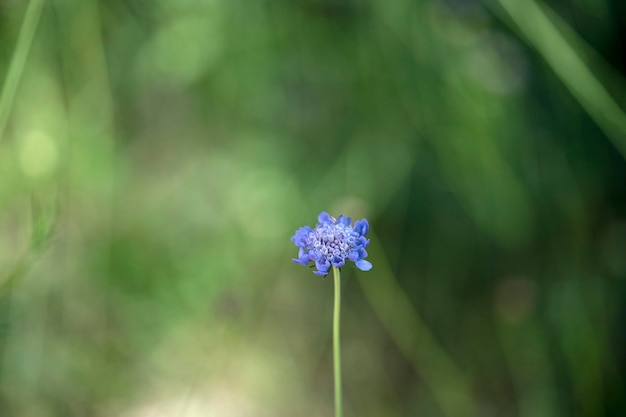 Foto flor violeta polygala