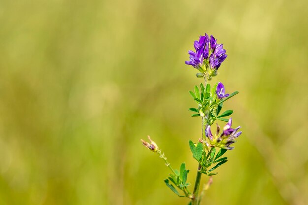 flor violeta polygala