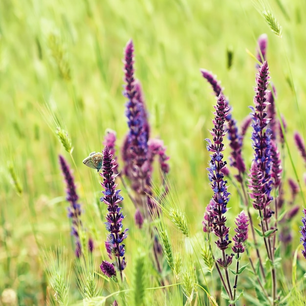 Flor violeta del prado