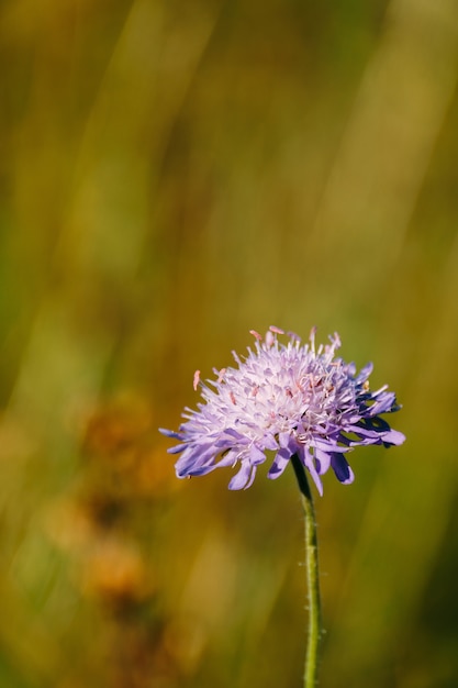 Flor violeta salvaje