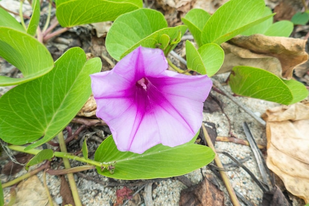 Flor violeta silvestre floreciendo Parque Nacional Tayrona
