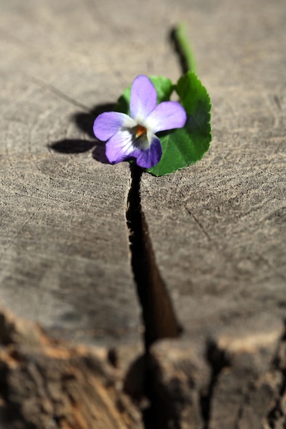 Flor violeta en tocón de cerca