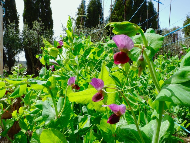 Flor violeta vívida da planta de ervilha doce crescendo fora no pátio interno