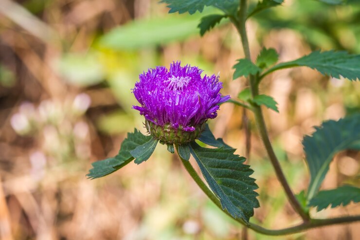Foto la flor violeta