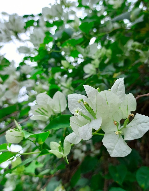 Foto la flor violeta