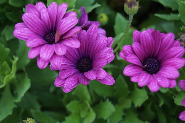 Foto la flor violeta