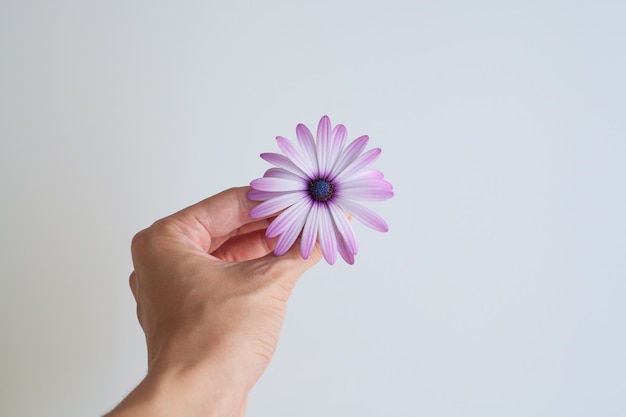 Foto flor en la vista superior de la mano sobre fondo blanco.