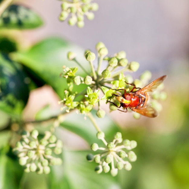 Flor volar volucella inanis en flores de hiedra