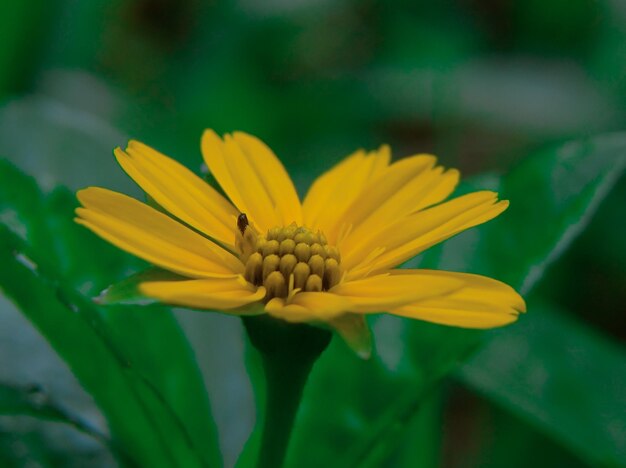 La flor de Wedelia es un tipo de planta silvestre que crece en climas tropicales