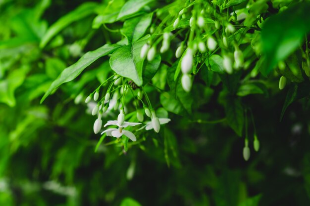 Flor de Wrightia religiosa