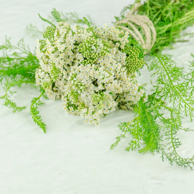 Flor Yarrow ou Achillea millefolium Flor Yarrow branca no prado Achillea floração planta