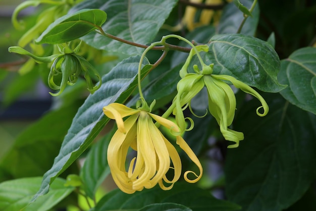 Flor de ylang-ylang enana que florece en el jardín.