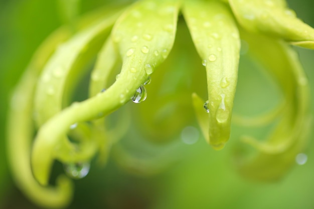 Flor de ylang-ylang enana que florece en el jardín.