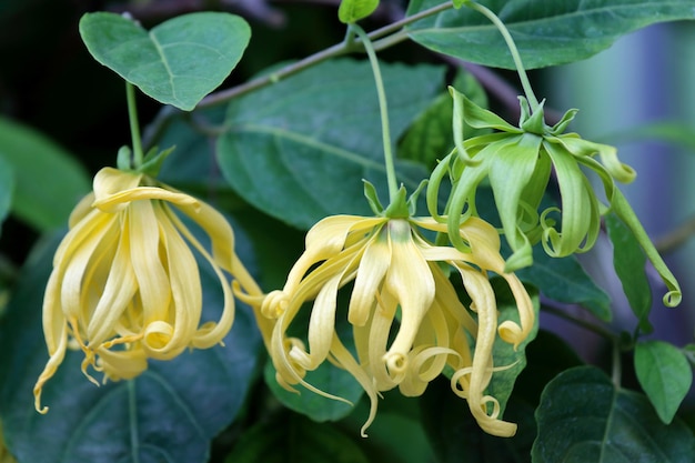 Flor de ylang-ylang enana que florece en el jardín.