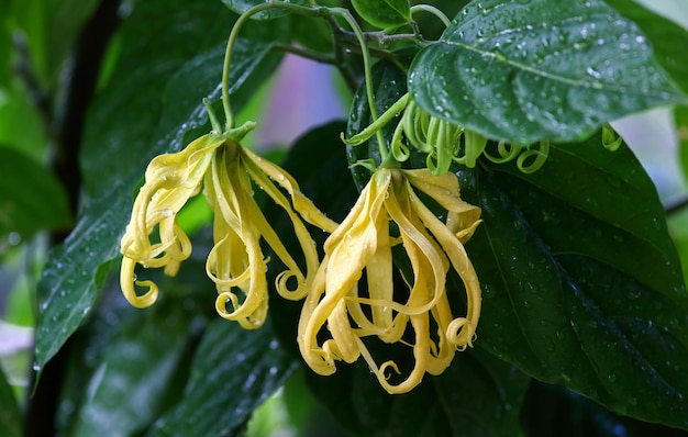 Flor de ylang-ylang enana que florece en el jardín.