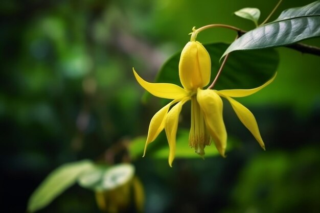 Foto flor de ylang ylang o cananga odorata sobre fondo de naturaleza