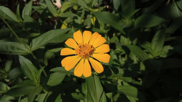 Foto flor de zinia amarilla