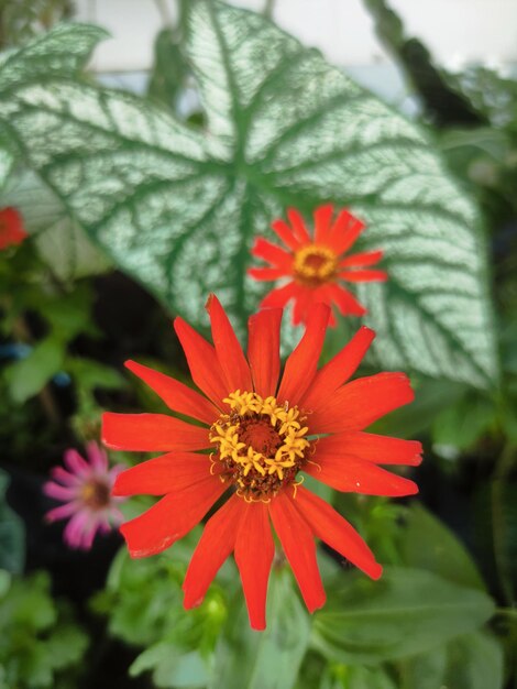 Foto la flor de la zinia