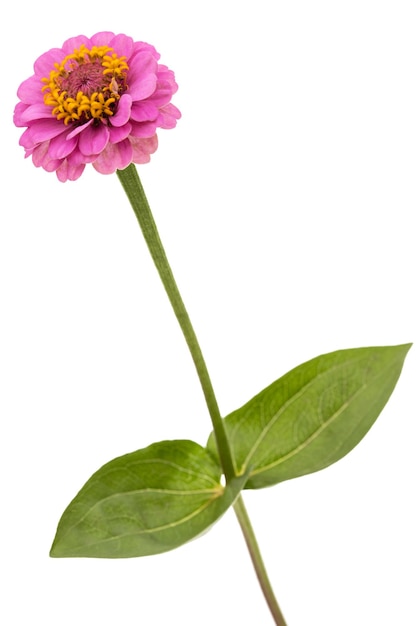 Foto flor de zinnia aislada sobre un fondo blanco