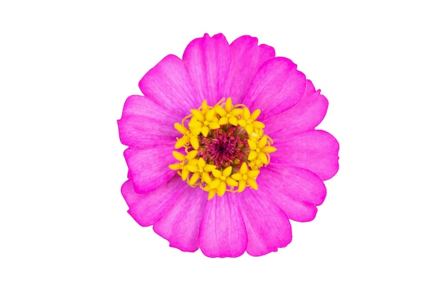 Flor de Zinnia cerrar aislado sobre fondo blanco.