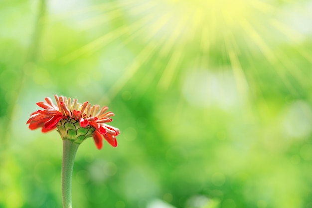 Una flor zinnia crece bajo los rayos del sol.