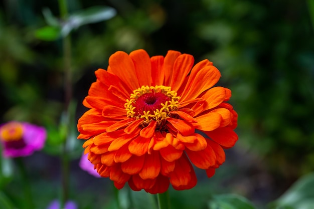 Flor de zinnia naranja floreciente sobre un fondo verde en una fotografía macro de un día de verano