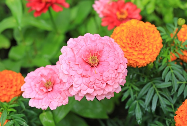 Flor del zinnia del primer en el jardín.