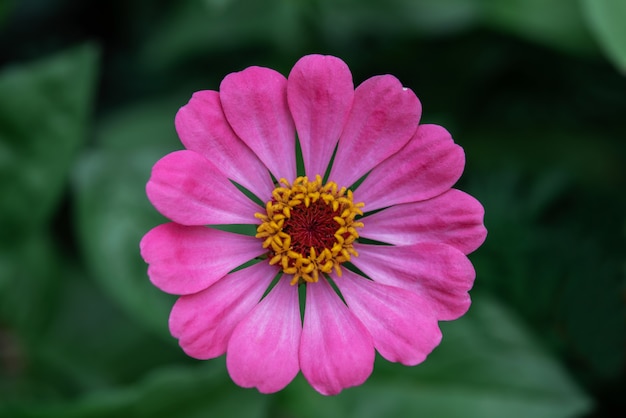 Flor de zinnia púrpura brillante en la vista superior de la cama de flores, plantas fáciles para crecer en el jardín al aire libre, hermosas flores de jardín de verano