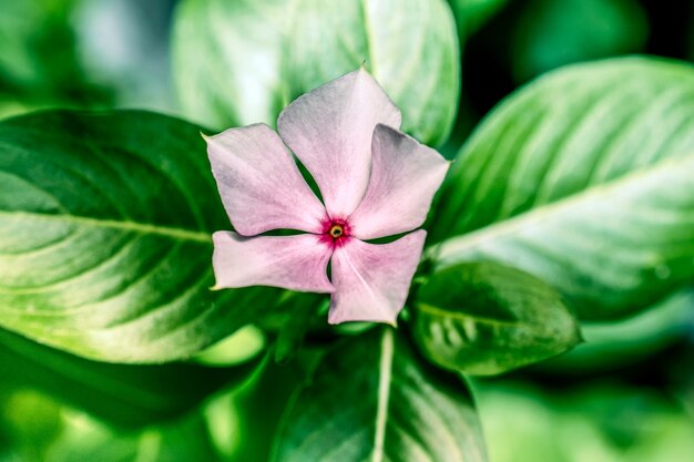 Flor de Zinnia que florece en el jardín