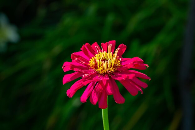 Flor de zinnia roja brillante sobre un fondo verde en una fotografía macro de un día de verano