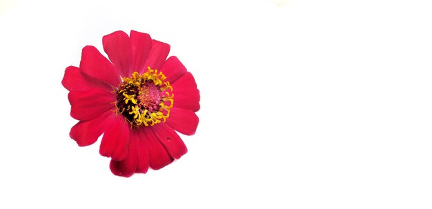 Flor zinnia rojo aislado sobre fondo blanco.