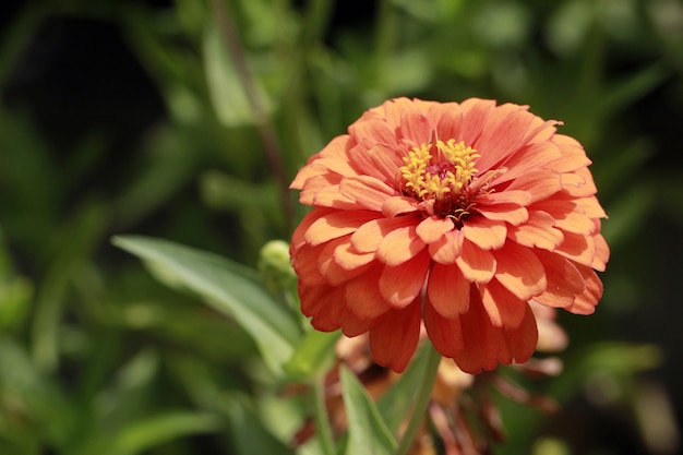 Flor de zinnia