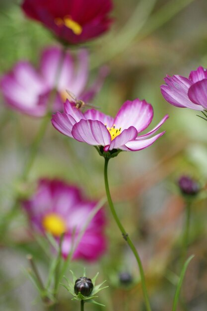 Foto la flor