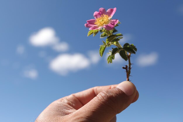 Foto la flor